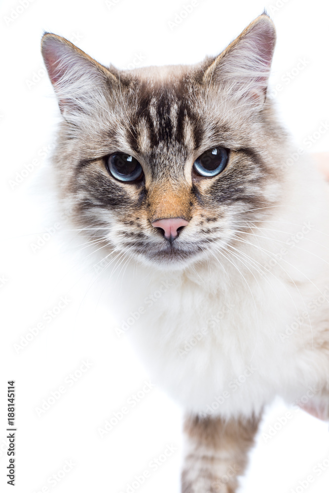beautiful Siamese cat with blue eyes closeup. white background.