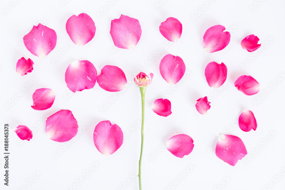 Flat lay pink rose petals on a white background.top view Flat lay pink rose petals on a white background.top view