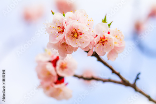  Beautiful cherry blossom   sakura  in spring time  Soft focus  .