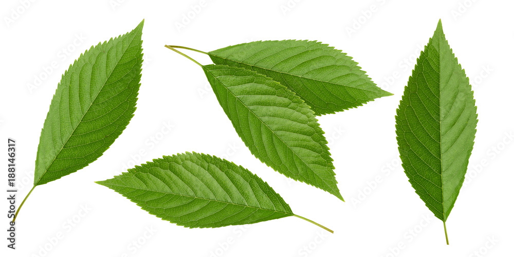 Cherry leaves isolated without shadow