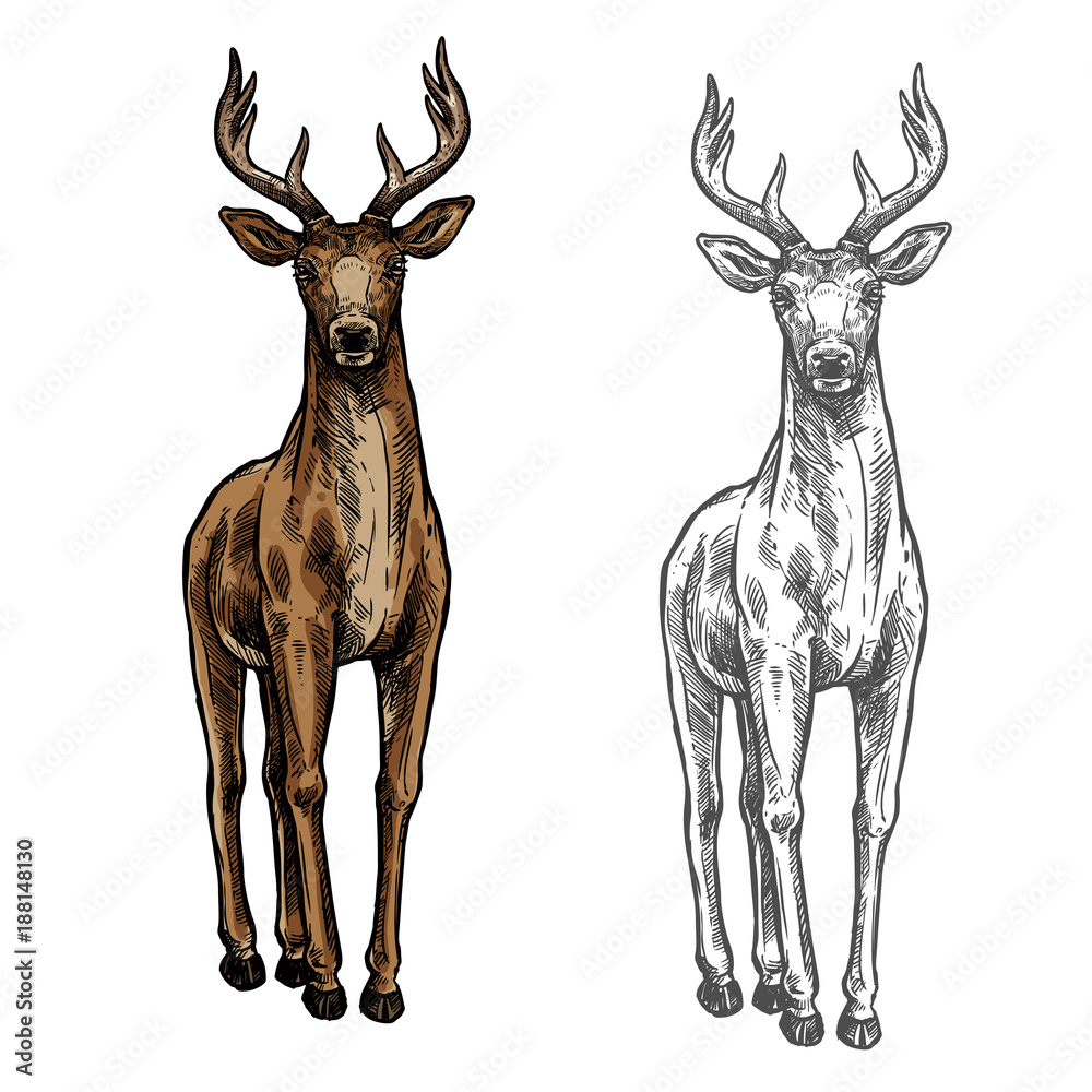 Obraz premium Elk hind vector sketch wild animal isolated icon