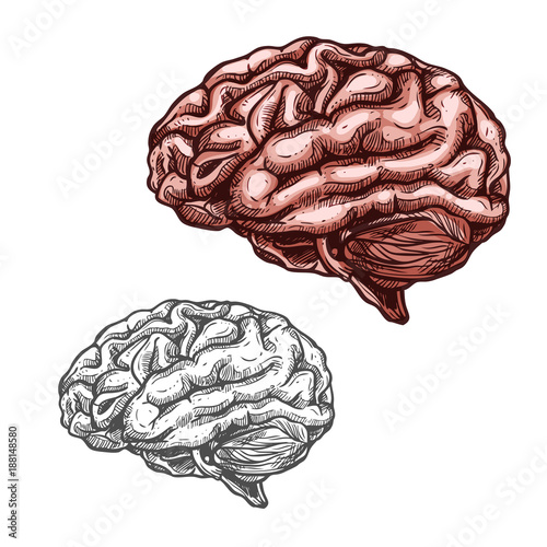 Human organ brain vector sketch icon