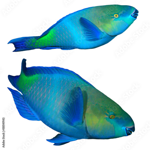 Bullethead Parrotfish reef fish isolated on white background