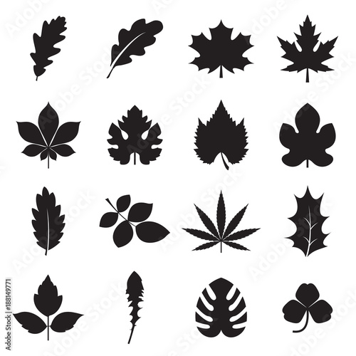Leaf icons. 16 black symbols of leaves, such plants as oak, maple, chestnut, grapes, fig, hemp, holly, dandelion, clover, palm, etc. isolated on a white background. Vector illustration