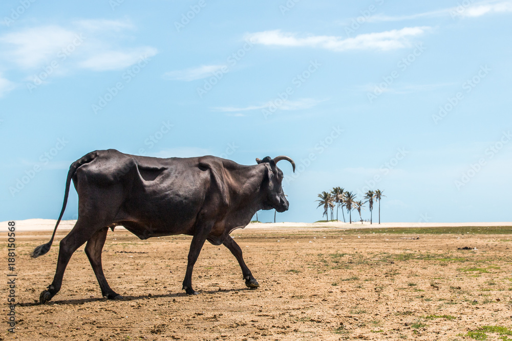 Skinny cattle in Brazil dry field Skinny cattle in Brazil dry field