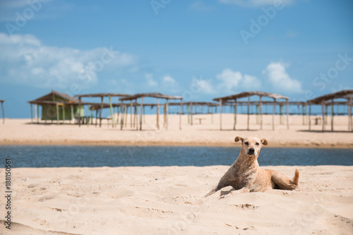 Stray Sandy dog on Beach in Brazil
