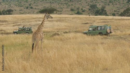 Fototapeta Naklejka Na Ścianę i Meble -  Safari