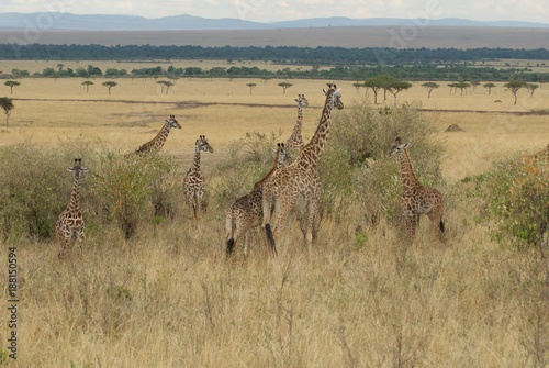 Photography Giraffes on the plains