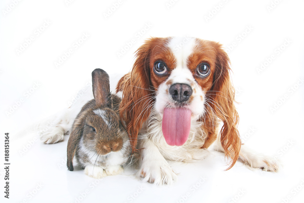 Funny animal dog photo. Funniest animals pets dogs. Rabbit bunny lop and puppy together. Animal friends, real friendship.