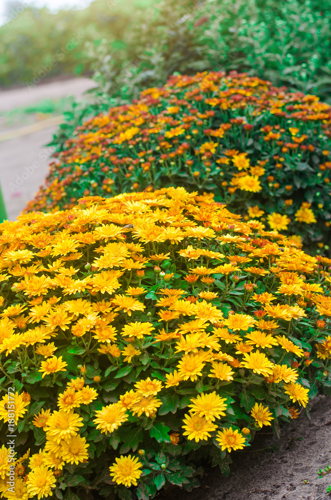 Obraz żółty krzew chryzantemy w ogrodzie