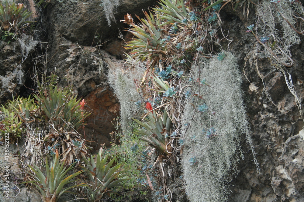 Obraz premium hojas y frutos