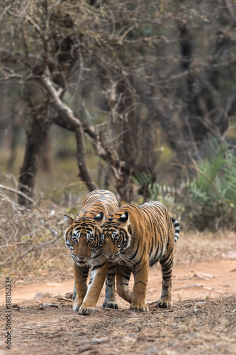Cuddling Moment of Tiger and Cub from Ranthambore Tiger Reserve Rajasthan India
