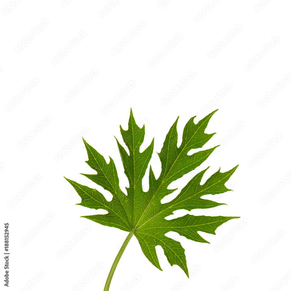 Papaya leaf isolated on white background Papaya leaf isolated on white background