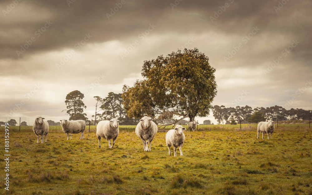 Obraz premium Australian countryside rural autumn landscape. Group of sheep grazing in paddock at farm