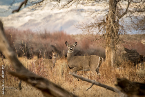 A Doe and Fawn wintering in the Pahsimeroi Valley of Idaho.