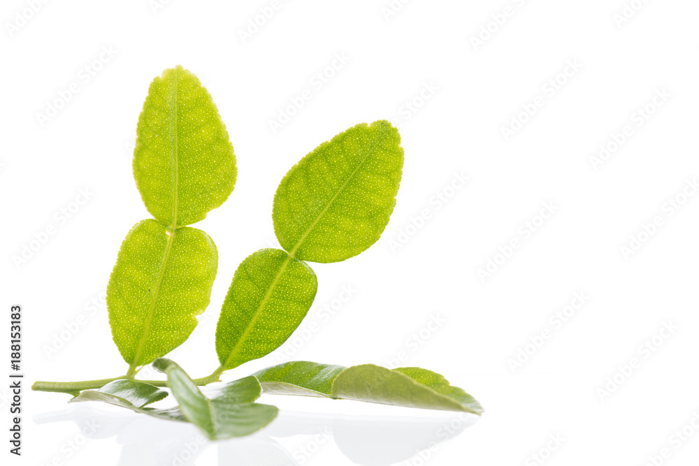 Fototapeta premium Green leaf, Bergamot leaf isolated on white