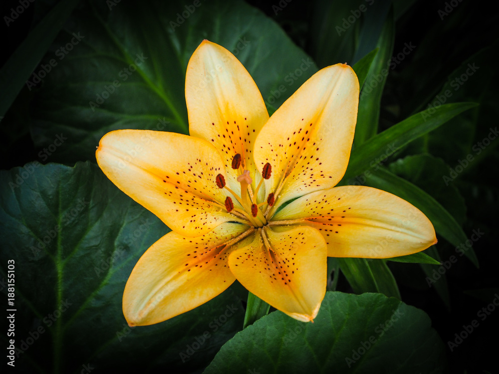 Fototapeta premium Single Yellow/Orange Asiatic Lily Blossom with Natural Green Background