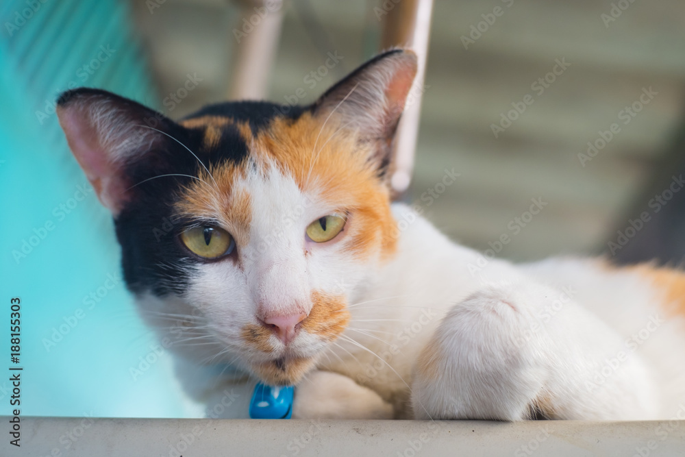 CloseUp selective  cat face resting outdoor.