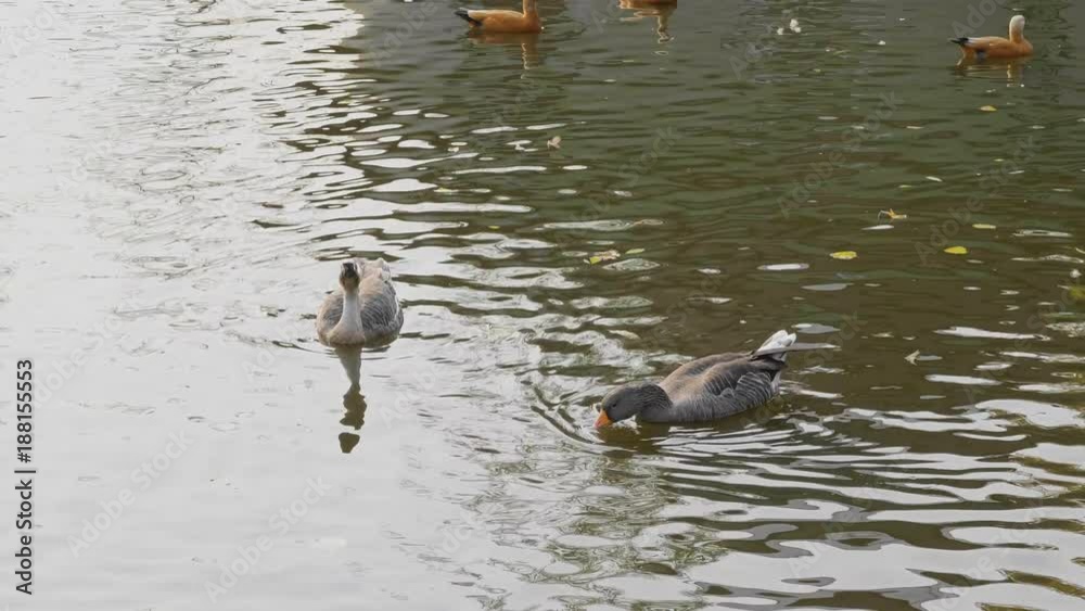 Goose on walk floating in the pond water.