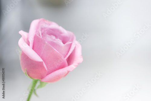 Close up of pink rose petals for valentines day.