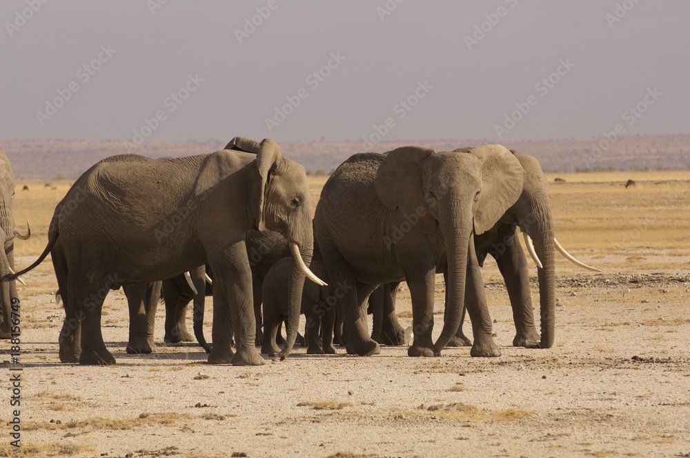 Fototapeta premium Elephant Herd