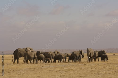 Herd of elephants in Masi Mara