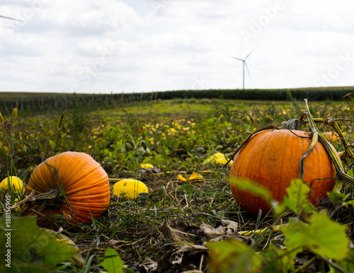 pumpkin field