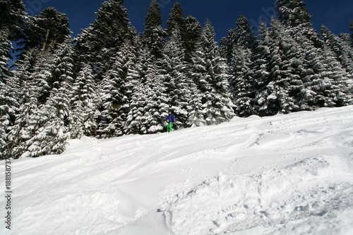 Skier and snowy forest. Rosa Khutor ski resort