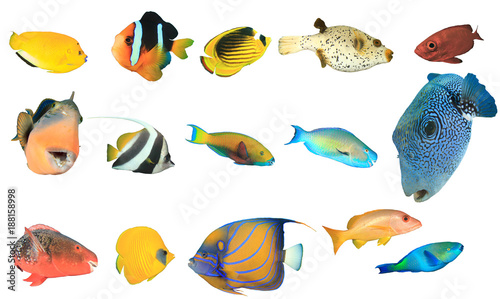 Ryby rafowe Oceanu Indyjskiego i Pacyfiku oraz Morza Czerwonego. Tropikalna ryba odizolowywająca na białym tle