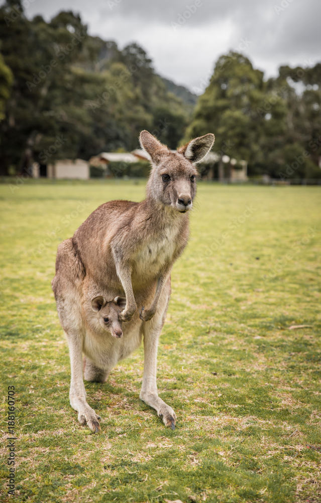 Kangaroos, native Australian Wildlife animals