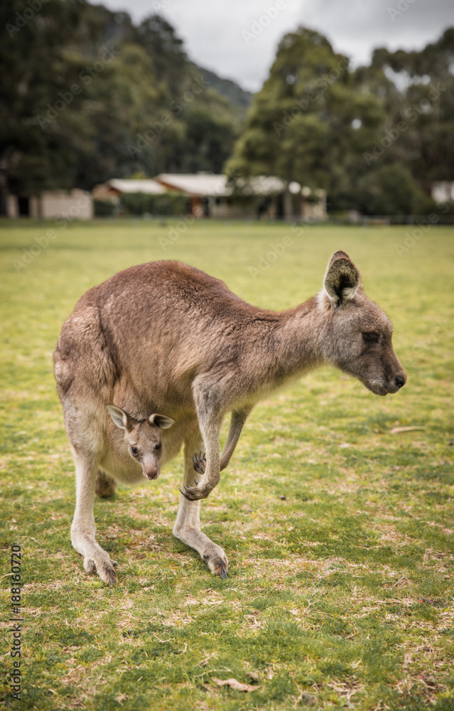 Kangaroos, native Australian Wildlife animals Kangaroos, native Australian Wildlife animals