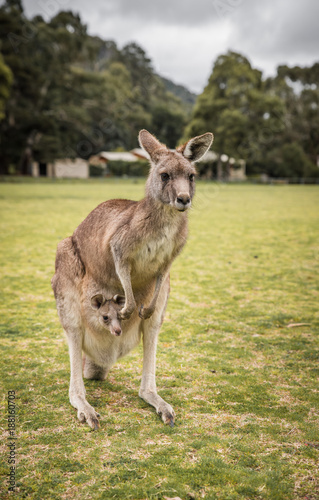 Kangaroos, native Australian Wildlife animals