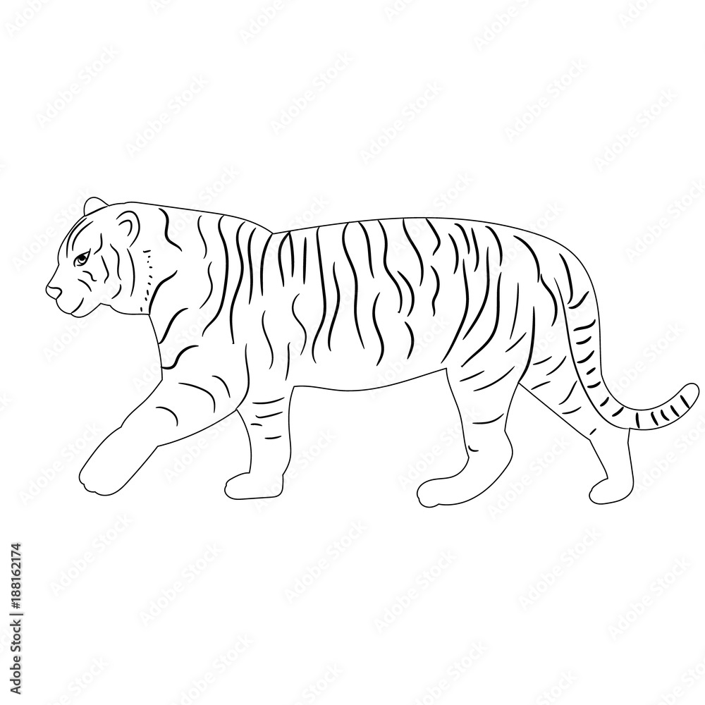 vector, isolated sketch of a tiger, predator