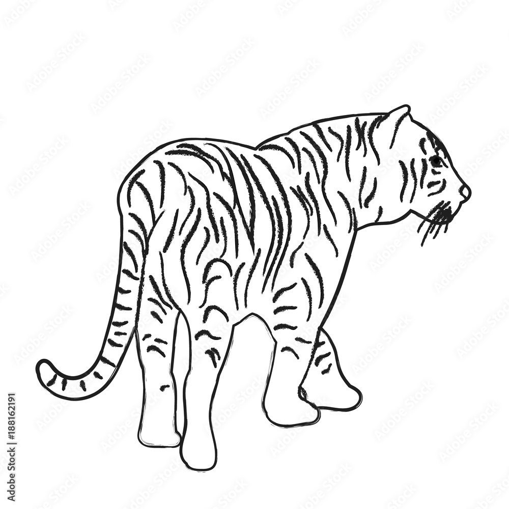 vector, isolated sketch of a tiger vector, isolated sketch of a tiger