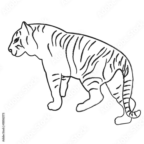 vector  isolated sketch of a tiger is standing