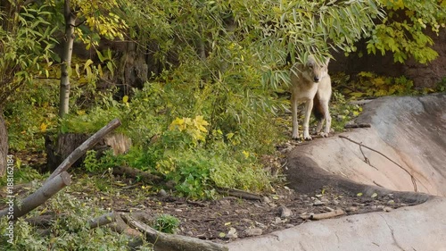 Wolf running through the forest in the fall photo