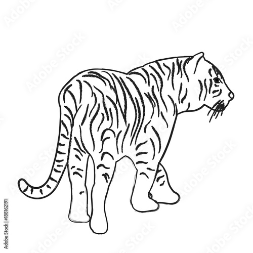 vector  isolated sketch of a tiger