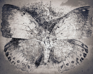 Fototapete Schmetterlinge im Grunge Schmetterling Grunge Hintergrund Textur  © charles taylor
