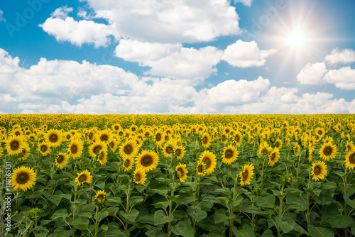 Sunflowers field landscape