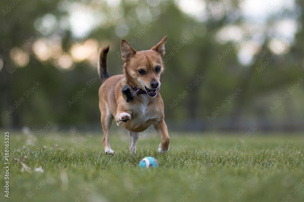 Puppy chasing a tennis ball