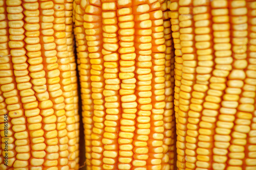 Dried corn on a wooden background.