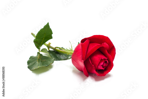 Beautiful red rose flowers for valentine day isolated on white background