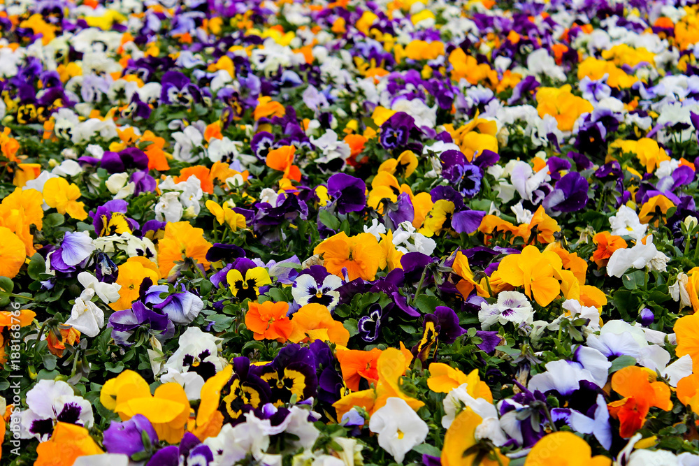 Multicolor pansy flowers or pansies as background or card. Field of  colorful pansies with white yellow and violet pansy flowers. Mixed pansies  on flowerbed in perspective with detail of pansy flowers Photos