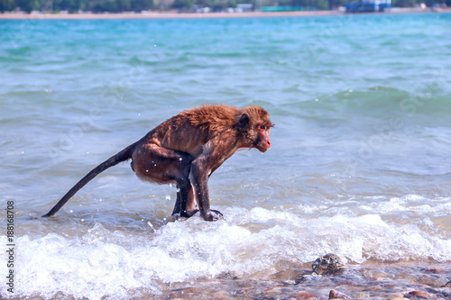 Photography Monkey playing on a beach in sea