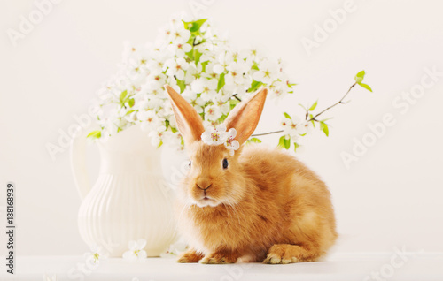 red bunny with spring flowers on white background