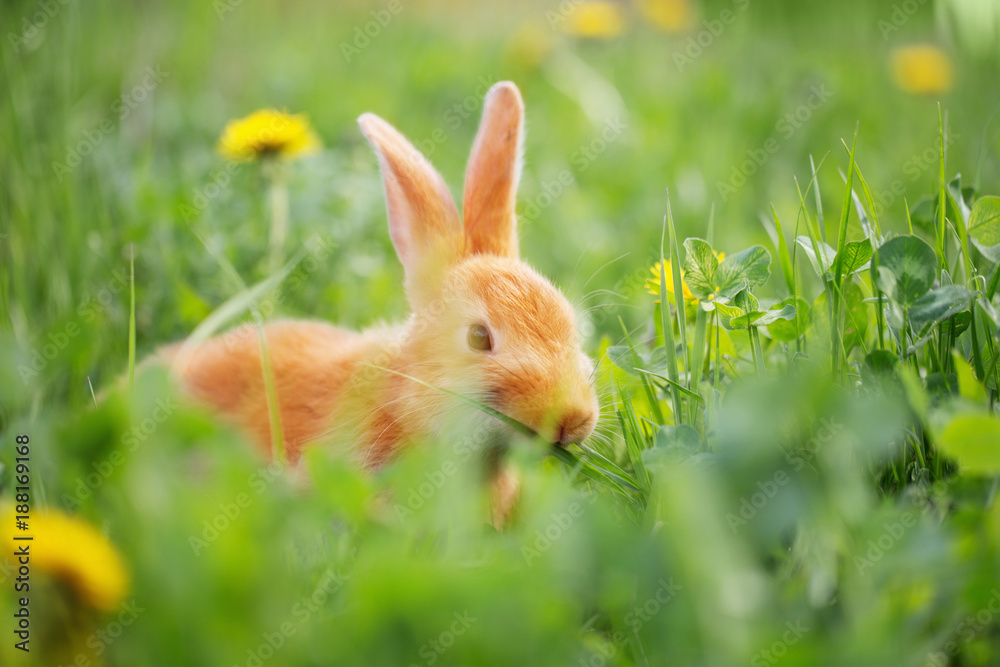 Fototapeta premium red bunny in grass