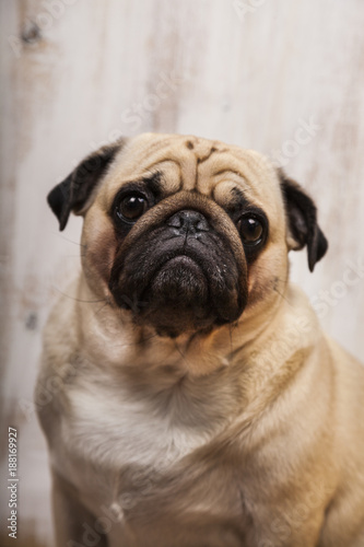 Portrait of a pug dog