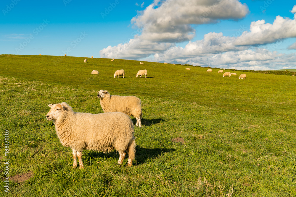 Fototapeta premium A flock of sheep on a meadow with some clouds
