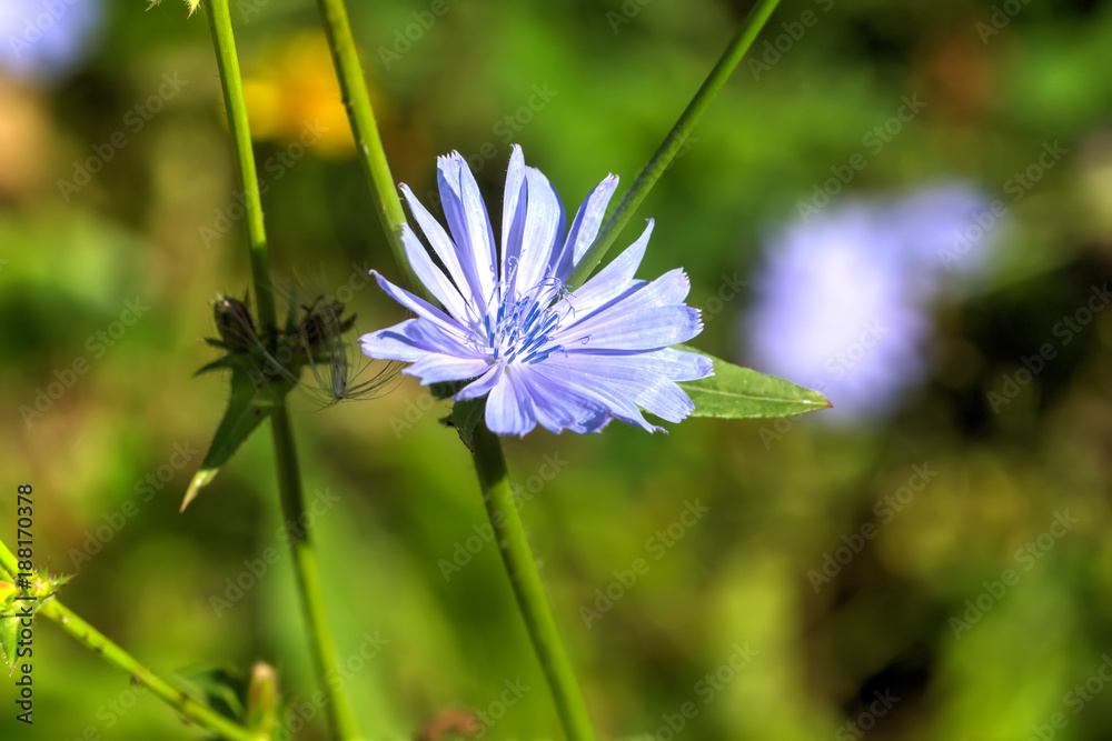 The chicory flower growing on the summer field.