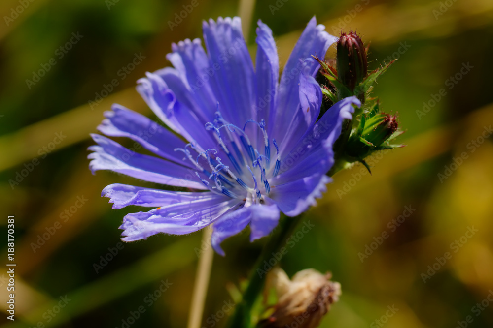 The chicory flower growing on the summer field.